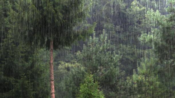 Natuurgeluiden bos en regen